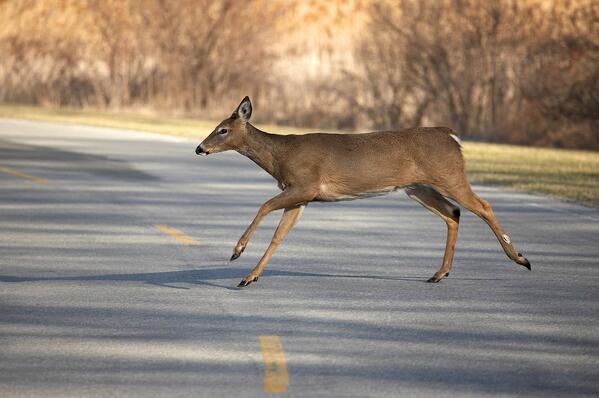 To swerve or not to swerve a deer